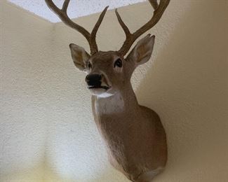 Taxidermy deer mount