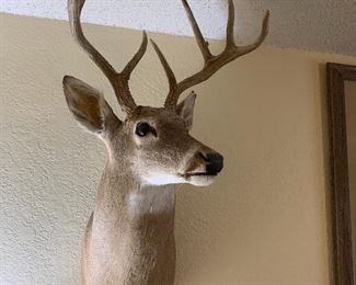 Taxidermy deer mount