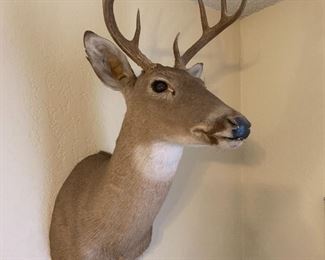 Taxidermy deer mount