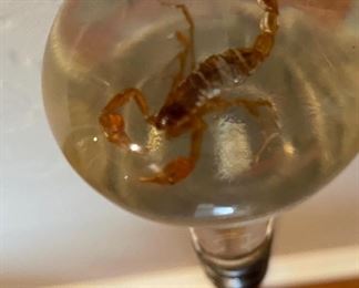 Amazing Cane Collection!