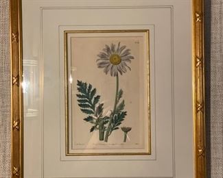 Framed Botanicals. Photo 1 of 3.