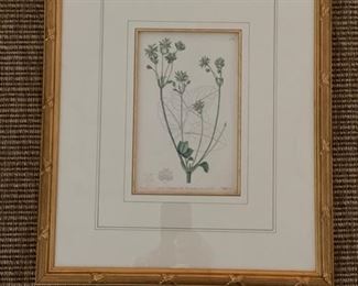 Framed Botanicals. Photo 2 of 3.