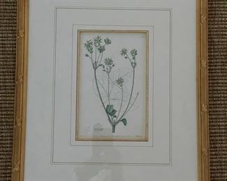 Framed Botanicals. Photo 3 of 3.
