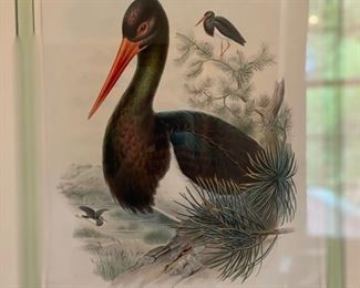 Mid 19th Century Hand-Colored Lithograph of by J. Gould and H. C. Richter. Photo 1 of 2.