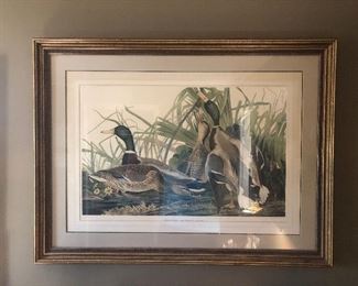 Audubon Havell Edition Pl. 221, Mallard Duck
Oppenheimer Editions Print
26 1/2" x 39 1/4"
Limited edition of 150
Published 1999
Blind embossed with the Oppenheimer Editions and Field Museum logos
