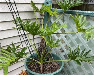 House plants for sale!