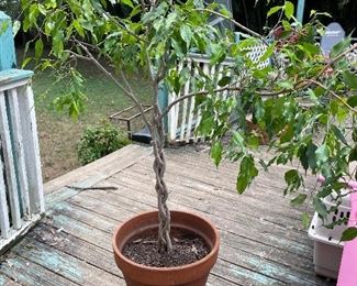 Established 4’ tall live potted tree