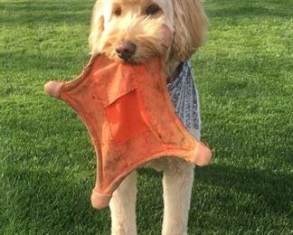 One Very Lucky Dog! (Not for Sale!)