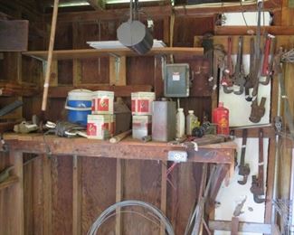 MAGNOLIA ON FERN 037