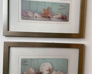 Sea shells pictures