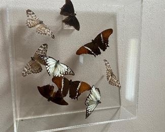 Preserved butterflies in acrylic shadowbox 