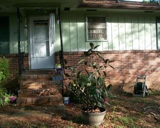 large rubber tree plant, a few wind chimes