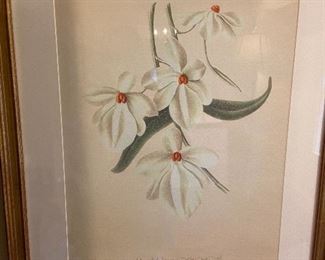 Many framed botanicals