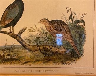 Antique bird prints