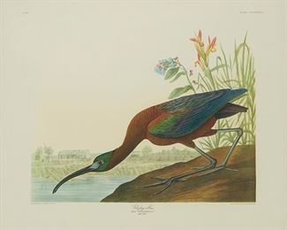 2103
After John James Audubon
1785-1851, French/American
"Glossy Ibis," Plate 387 From "The Birds Of America"
Color offset lithograph on smooth wove paper without watermark under glass
From the edition of unknown size
Image: 20.25" H x 24.75" W; Sheet: 26.5" H x 38.5" W
Estimate: $400 - $600