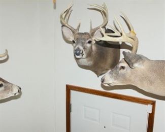 Taxidermy
