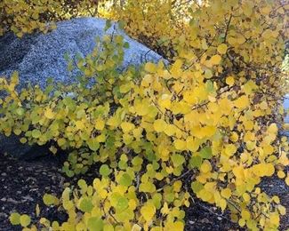Bishop California 10-02-2021