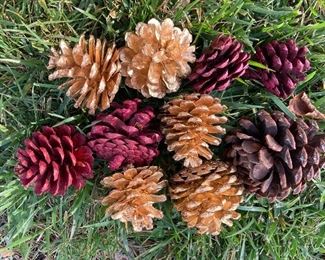 Collection of Pinecones $10