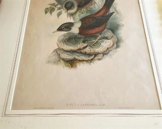 Vintage Framed John Gould Bird Print 