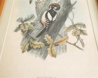 Vintage Framed John Gould Bird Print 