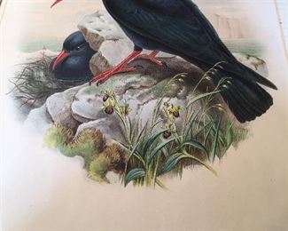 Vintage Matted but Unframed J Gould Bird Print 