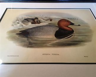 Vintage Framed J Gould Duck Print