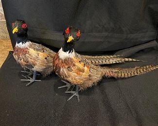 Pair of Feathered birds