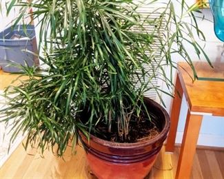 Large plant and planter