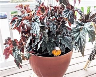 Large planter and plant