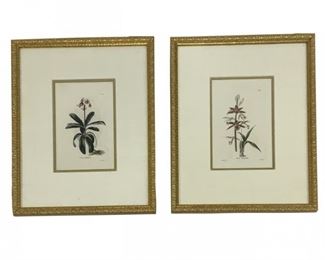 A Pair Of Botanical Cabinet Engravings
Lot #: 80