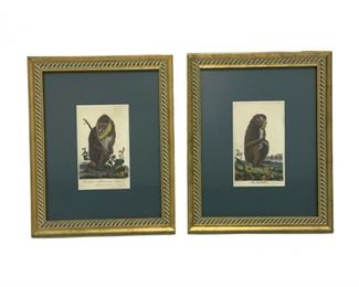 Two Colorful Engraving Of A Baboon And A Mandrill
Lot #: 111