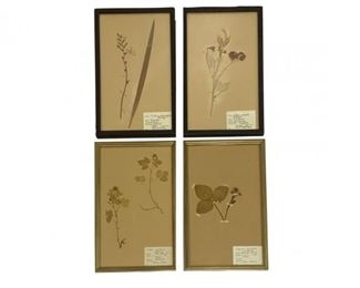 Four Lillian August Vintage Framed Herbarium
Lot #: 149