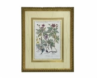 A Lillian August Framed Botanical
Lot #: 215