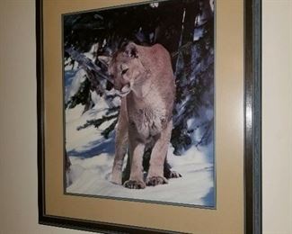 Photo art, Mountain Lion