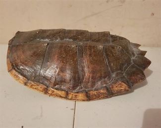 Snapping Turtle Shell
