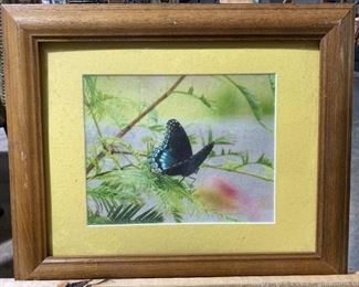 Vintage Butterfly Printed Photograph
