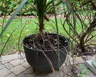 Cast Iron Pot Planter