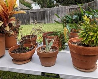 Potted Plants