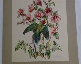Cecil Golding, Blossomheaded Parakeet, Print