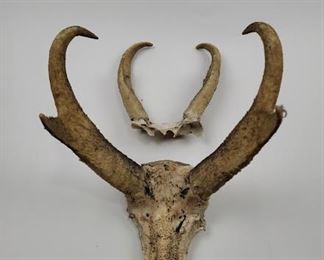 Sadly, they do not roam any more.