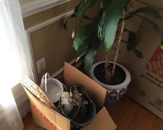Basket and plant/planter 