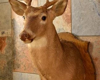 taxidermied White-Tailed Deer, mounted