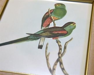 exoctic bird paintings, framed (detail)