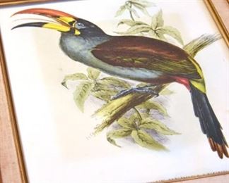 exoctic bird paintings, framed (detail)