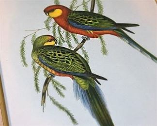 exoctic bird paintings, framed (detail)