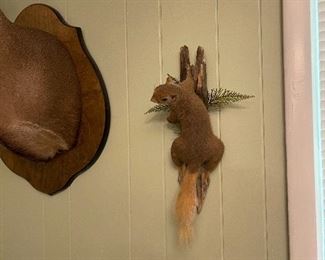 squirrel taxidermy 
