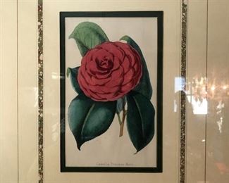 Antique Engraved Botanicals circa late 1900’s..