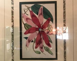 Antique Engraved Botanicals circa late 1900’s..