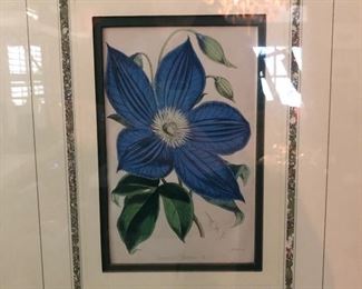 Antique Engraved Botanicals circa late 1900’s..