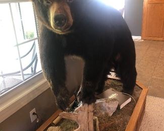 Beautifully mounted in solid oak stand. Killed in Canada. Transaction for the sale of this bear can not take place in Tennessee. 